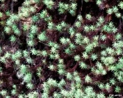 Estrellitas Polytrichum sp.
