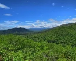 Verde Bosque Seco