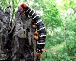 A que Mariposa pertenezco?