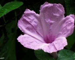 Flor de Un Dia