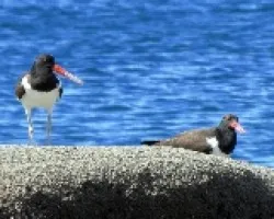 Aves Marinas