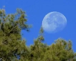 Luna entre Pinos