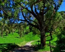 Los Caminos de la Hacienda