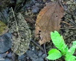 El Ciclo de una Hoja