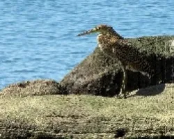 Tigrisoma mexicanum