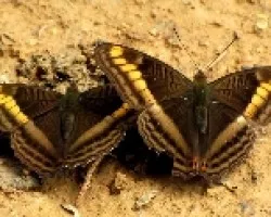 Gemelas