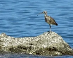Numenius phaeopus