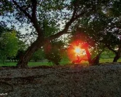 Ocaso entre Ramas