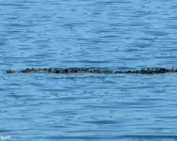 Reptil Playero