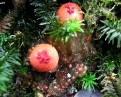Hongo Gelatinoso
