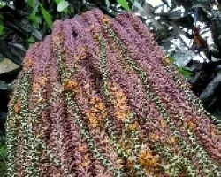 Cascada Floral