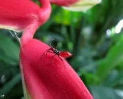 Un Pequenin de Chaleco Negro