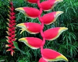 Heliconias