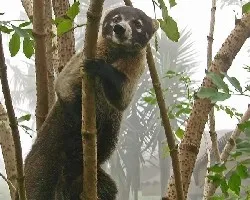 mi amigo el pizote