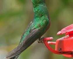 colibri