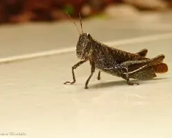 saltamontes