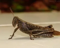 saltamontes