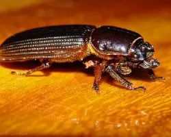 Escarabajo