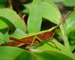 saltamontes