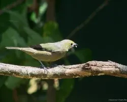 Viudita gris (Palm tanager)