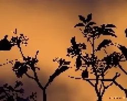 Atardecer desde mi jardin