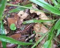  Polydesmus complanatus