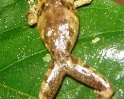 pristimantis orpacobates