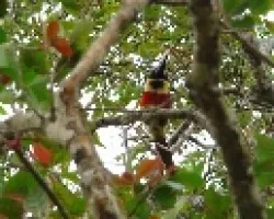 Pteroglossus frantzii  Cabanis