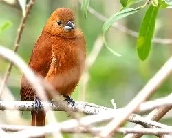 Hembra de Frutero Negro