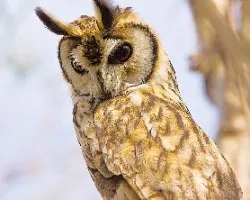 Lechuz?n Orejudo-Asio clamator