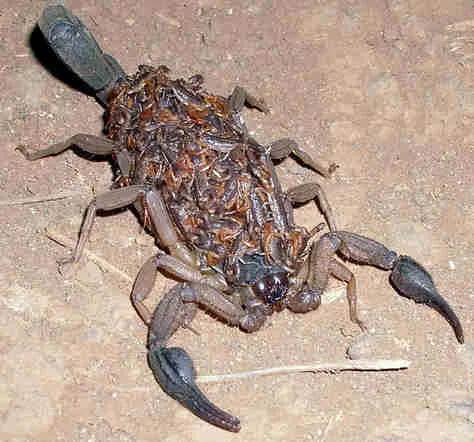 Foto