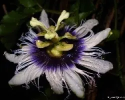 Passiflora Edulis (Pasionaria)