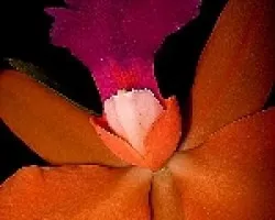 Una Orquidea Nocturna