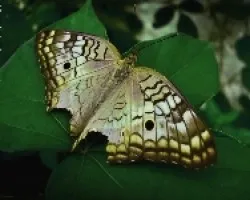 Anarthia Jatrophae (primera toma)