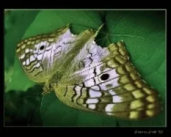 Anarthia Jatrophae (segunda toma)
