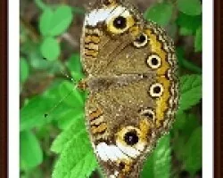Junonia Genoveva