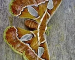 La Goliath de las Mariposas (1era parte)