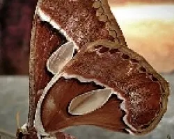 La Goliath de las Mariposas (2da parte)