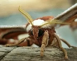 La Goliath de las Mariposas (??ltima parte)