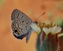 Hemiargus Isola (Libando)