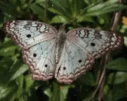 Anarthia Jatrophae