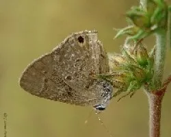 Hemiargus Isola (Macho)