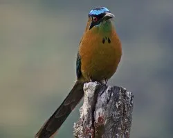 un bobito en Zapotal!!!