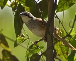 pajarillo coleto...