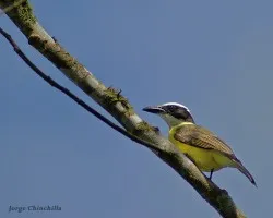 Pitangus sulphuratus