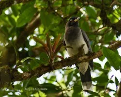 piapia escandalosa