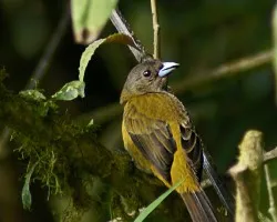  Passerinii`s Tanager -- Ramphocelus passerinii 