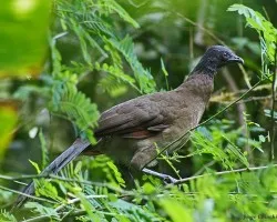Chachalaca