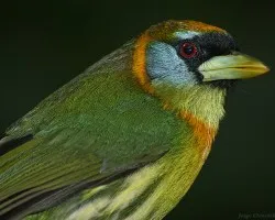 retrato de una barbet.