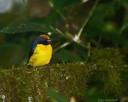 Tawny-capped Euphonia -- Euphonia anneae